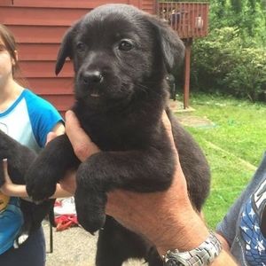 Meet your Posher, Joe